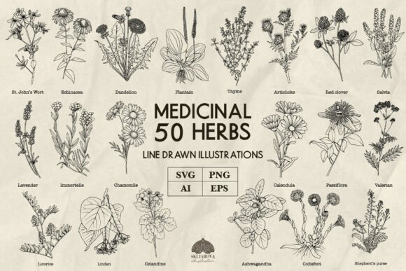 Download Medicinal Herbs Line Art Svg Png Vector - Herbs Collection